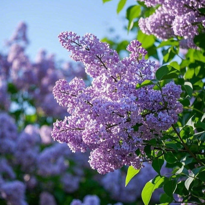 Lilac Blossom